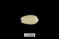 藏品(棋盤榧螺)的圖片